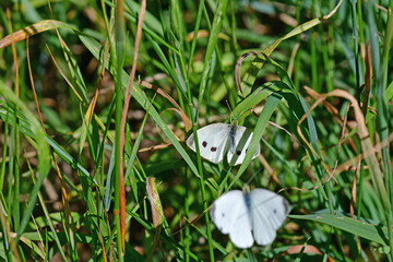 cabbage butterflies during reproduction
