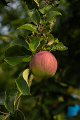 Red apple on tree branch in natural light Vertical
