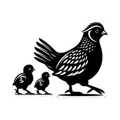 Fototapeta premium Silhouette of a mother quail walking with two chicks