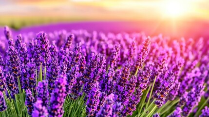 Fototapeta premium Vibrant Purple Lavender Field at Sunset