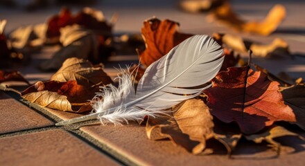 White feather amidst autumn leaves