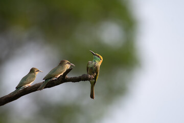 A trio of vibrant Green bee eater birds sitting gracefully on a dry branch against a soft, blurred...