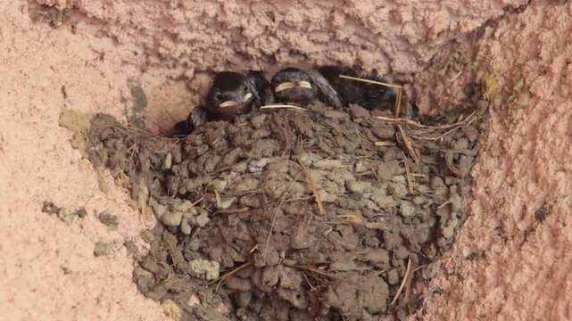  Nid d'hirondelles sous un plafond : nourrissage des oisillons