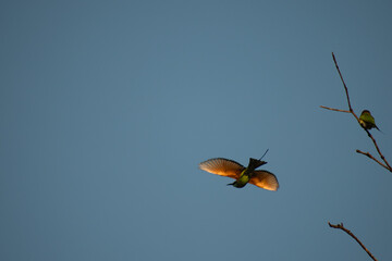 A vibrant green Bee eater bird captured mid flight its wings fully spread, approaching a bare tree...