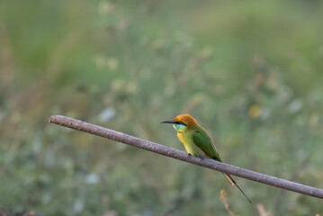 A solitary Green bee eater bird perched on a dry tree branch against a lush green background.