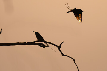 A vibrant two bee eater in silhouette one is perched on a tree branch and another one is in mid...