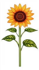 Fototapeta premium Vibrant Yellow Sunflower Botanical Illustration on White