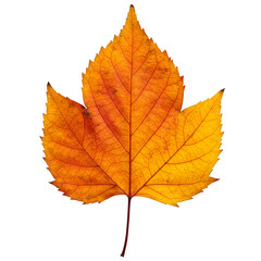 Fototapeta premium Single autumn leaf with warm colors and crisp texture, isolated on white/transparent —perfect for elegant seasonal poster and product designs.