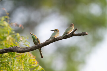 Fototapeta premium A trio Green bee eater birds perched on a tree branch, with one mother bird feeding an insect to baby one with soft, lush green natural background.
