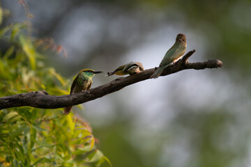 A trio Green bee eater birds perched on a tree branch, with one mother bird feeding an insect to baby one with soft, lush green natural background.