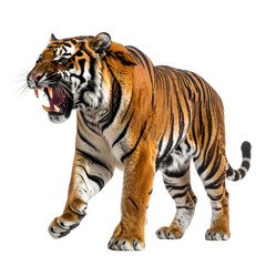 Fototapeta premium Roaring Tiger: A magnificent tiger with a striking orange and black striped coat, bares its teeth in a powerful roar, embodying the raw energy and untamed spirit of the wild.