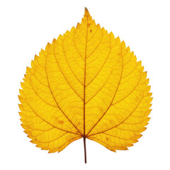 Yellow leaf on white background showcasing autumn colors  