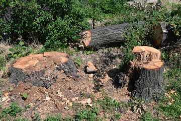 Cut-out tree trunk outdoor summer time