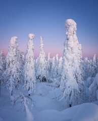 winter landscape with snow-covered taiga, Russia