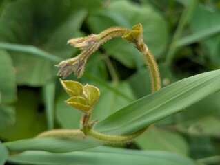 close up of corn plant