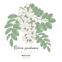 White acacia flowers, Robinia pseudoacacia tree. Hand drawn vector illustration botanical.