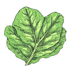 A painting of a minimal Green Leaf Lettuce branch flower. Trendy abstract minimal style, plant set, Natural fresh. Vector illustration isolated on a white background, vector, EPS format design