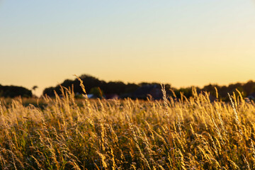 Tall dry grasses in a field are illuminated by the golden rays of the evening sun, creating a warm...
