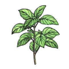 Simple hand-drawn green Mint Trendy. Trendy abstract minimal style. Natural fresh. Vector illustration isolated on white background, vector illustration,  EPS format