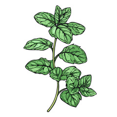 Simple hand-drawn colorful mint branch. Trendy abstract minimal style. Natural fresh. Vector illustration isolated on white background, vector illustration,  EPS format