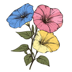 Simple hand-drawn Morning Glory. Trendy abstract minimal style. Natural fresh. Vector illustration isolated on white background, vector illustration,  EPS format