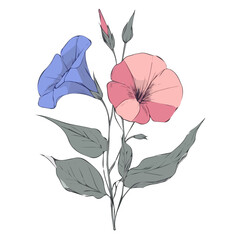 Simple hand-drawn colorful Glory flowers. Trendy abstract minimal style. Natural fresh. Vector illustration isolated on white background, vector illustration,  EPS format