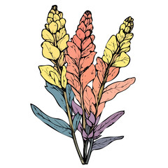 Simple hand-drawn, colorful Mullein branch flower. Trendy abstract minimal style. Natural fresh. Vector illustration isolated on white background, vector illustration,  EPS format, vector