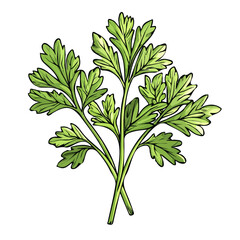 Simple hand-drawn colorful parsley leaves. Trendy abstract minimal style. Natural fresh. Vector illustration isolated on white background, vector illustration,  EPS format, leaves
