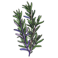 Hand-drawn painting of green purple Rosemary. Trendy abstract minimal style. Natural fresh. Vector illustration isolated on white background, vector illustration, Eps format