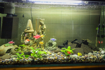 Colorful fish swim in a large aquarium, decorated with castle and stone ornaments. The vibrant...