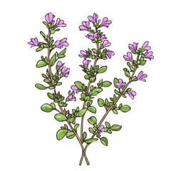 Hand-drawn painting of a colorful Thyme branch with a purple flower. Trendy abstract minimal style. Natural fresh. Vector illustration isolated on white background, vector illustration, Eps format