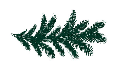 Christmas tree branch hand drawn on white	

