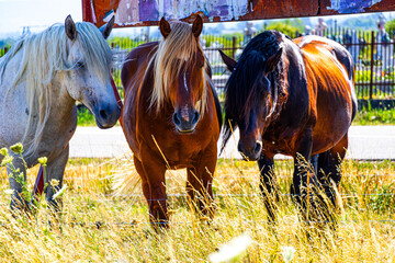 Three horses stand close on a sunlit field—white, chestnut, and black. Their silent posture and...
