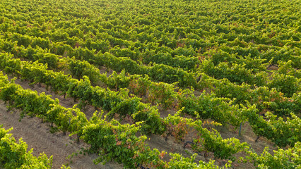 Beautiful vineyard in Basque country, Spain, at sunset