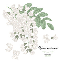 Hand drawn white acacia flowers, Robinia pseudoacacia tree. Vector illustration botanical.