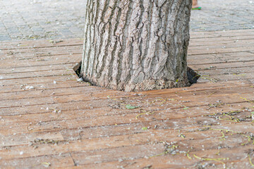Close-up of a weathered tree trunk on red brick diagonal paving, surrounded by fallen leaves, in an...