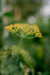 Yellow dill flower blooming vertical