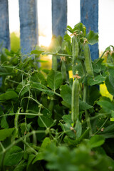 Pea pods on vine with sunlight and fence vertical