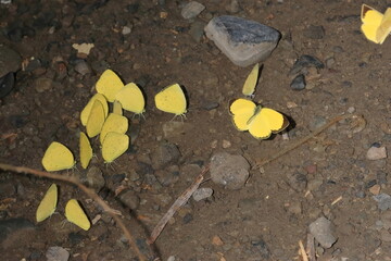 【キチョウの集団吸水】