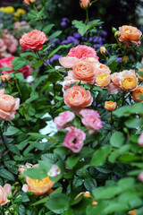 Colorful roses in the garden. Roses are beautiful with a beautiful sunny day.