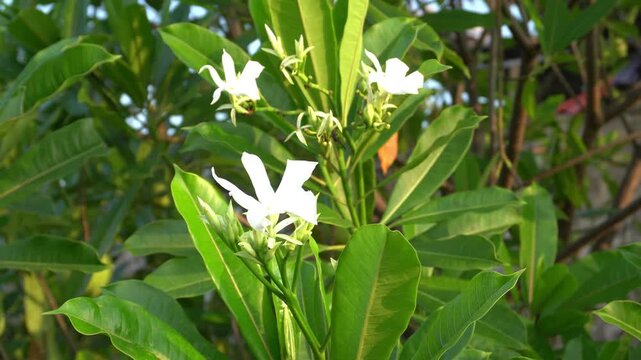 wind dynamics and Cerbera manghas flowers