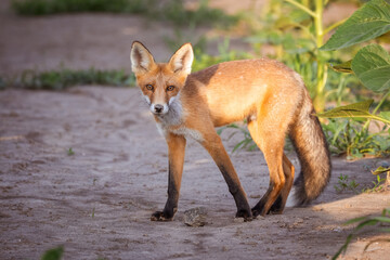 A young, cute red fox stands on the ground beside sunflower plants, gazing toward the camera lens...