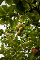Apple tree with fruits in summer garden Vertical