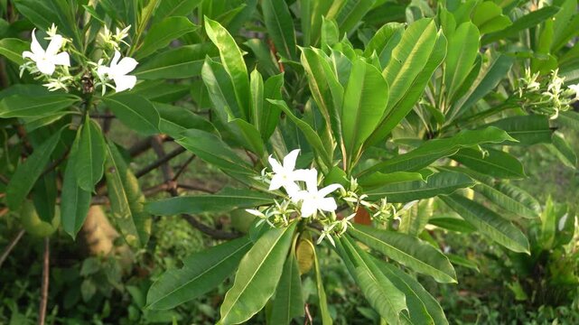 Cerbera Manghas flowers sway on the branches