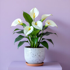Vibrant peace lily in a speckled ceramic pot, its elegant white flowers contrasting against a backdrop of a lavender wall, creating a tranquil and inviting atmosphere.