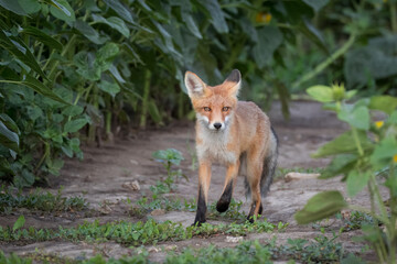 A young red fox walks toward the camera lens along a soil path between green plants.