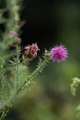 Pink thistle flower and buds in soft focus close-up vertical