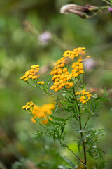 Tansy plant with bright yellow flowers vertical close-up