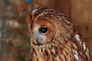 owl bird animal theme close up soft focus creature head photography