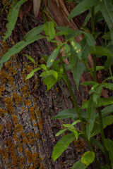 Tree bark with moss and green foliage vertical close-up